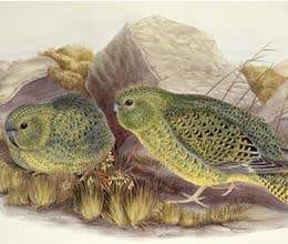night parrot