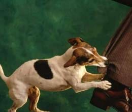 man turns dog