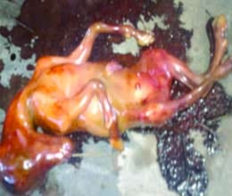 Woman gives birth to horse