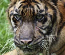 save tiger in uttarakhand