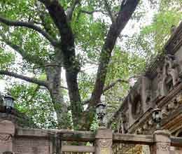 bodh gaya mahabodhi temple serial blasts may harm mahabodhi tree