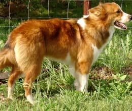 woman claims her dog was raped