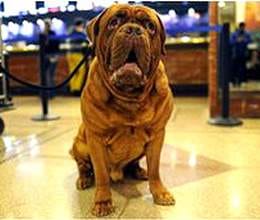 gang smuggle cocaine through dogs in italy