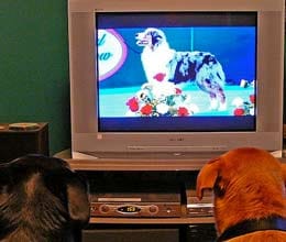 Television Channel for Dogs to Launch in August 