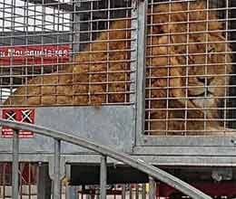 met with tiger in french circus
