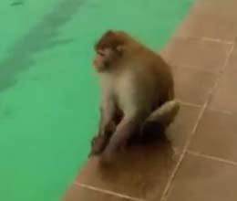 monkey swim in pool