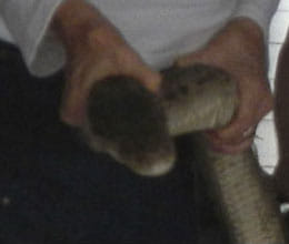 python in australian shop