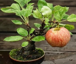 Now Apple can be plant at home in a pot
