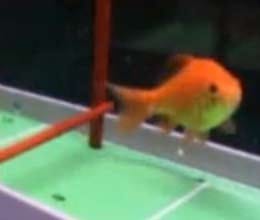 Can your fish play soccer?