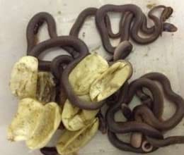 after boy collects eggs it turned to snake