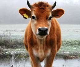 Preparing to remove stray animals from capital dehradun