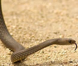 man's penis bitten by a snake