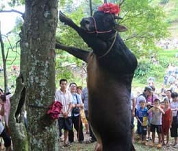 live bull is hung from a tree for luck