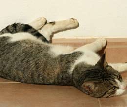 woman commits suicide in love of her cat