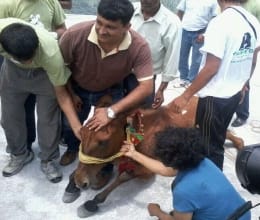 Animals are dying of hunger in Kedargati