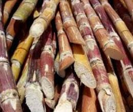 scientific cultivation of sugarcane in up