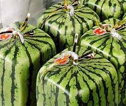 45 thousand rupee price for a watermelon