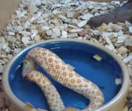 suicidal snakes eats itself