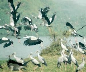 last day of wildlife week