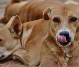 dogs roaming around company garden