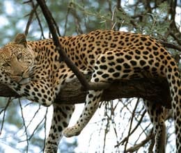 leopard kill in a opration