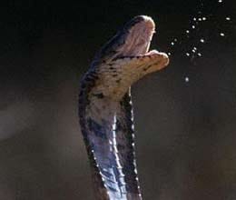 spitting cobra takes on lion
