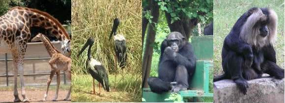 A trip to lucknow zoo