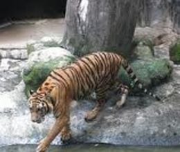 mini zoo at rahmankheda