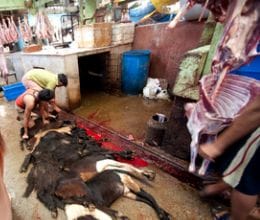 moti lake slaughter house may shut down