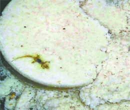 lizard in mid day meal haryana