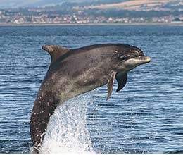 dolphin call 