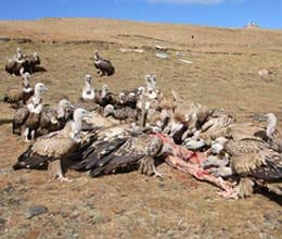tibetan buddhist celestial burials