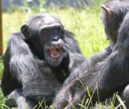 300 chimpanzees will get retirement in america