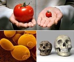 food for world research 