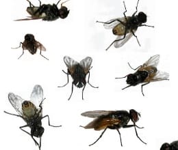 Flies in packet of bread