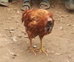 shock as headless cock walks in kware