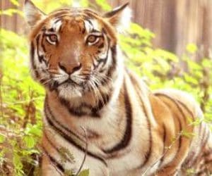 a trip to dudhwa national park