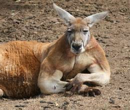 Not just men, Kangaroos also impress females with bulging biceps