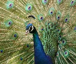 peacock tails attractive 