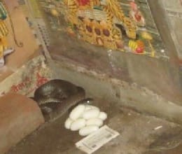 snake with eggs