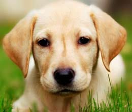 called a dog taking the name of sp leader
