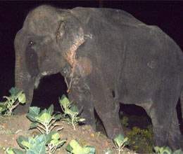 crazy elephant killed his mahout