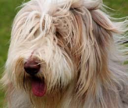 dog eats master's testicle