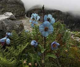 uttarakhand disaster pushpawati valley of flowers