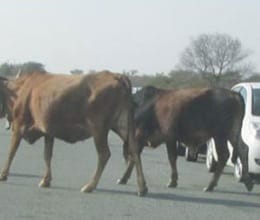 stray animals on the road