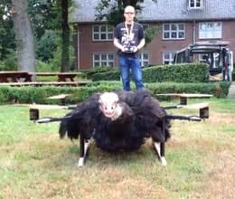world's first flying ostrich