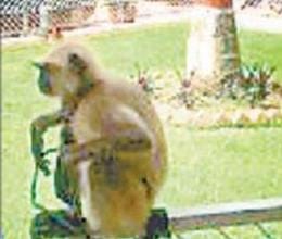 monkey on duty