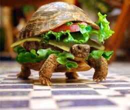 turtle disguised as burger