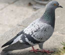 woman calls police to report that a pigeon is stalking her