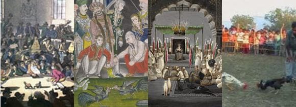 cock fight culture in lucknow